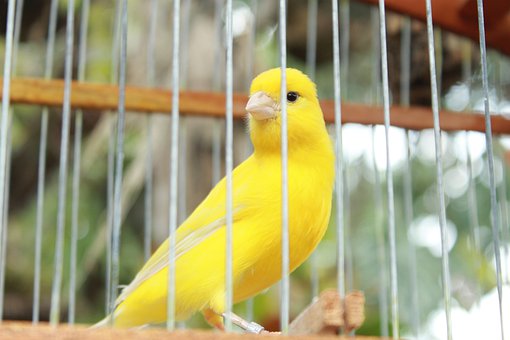 Top Environment And Cage Tips For Parrot Owners: How To Make Your Parrot Comfortable At Home 2022