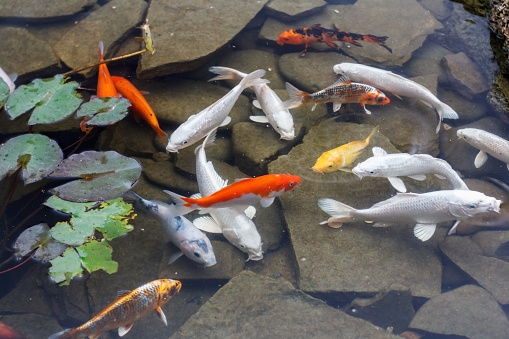 How To Deal With Overpopulation Of Koi Fish Ponds: Guide To Spot Breeding Season And Be Prepared 2022
