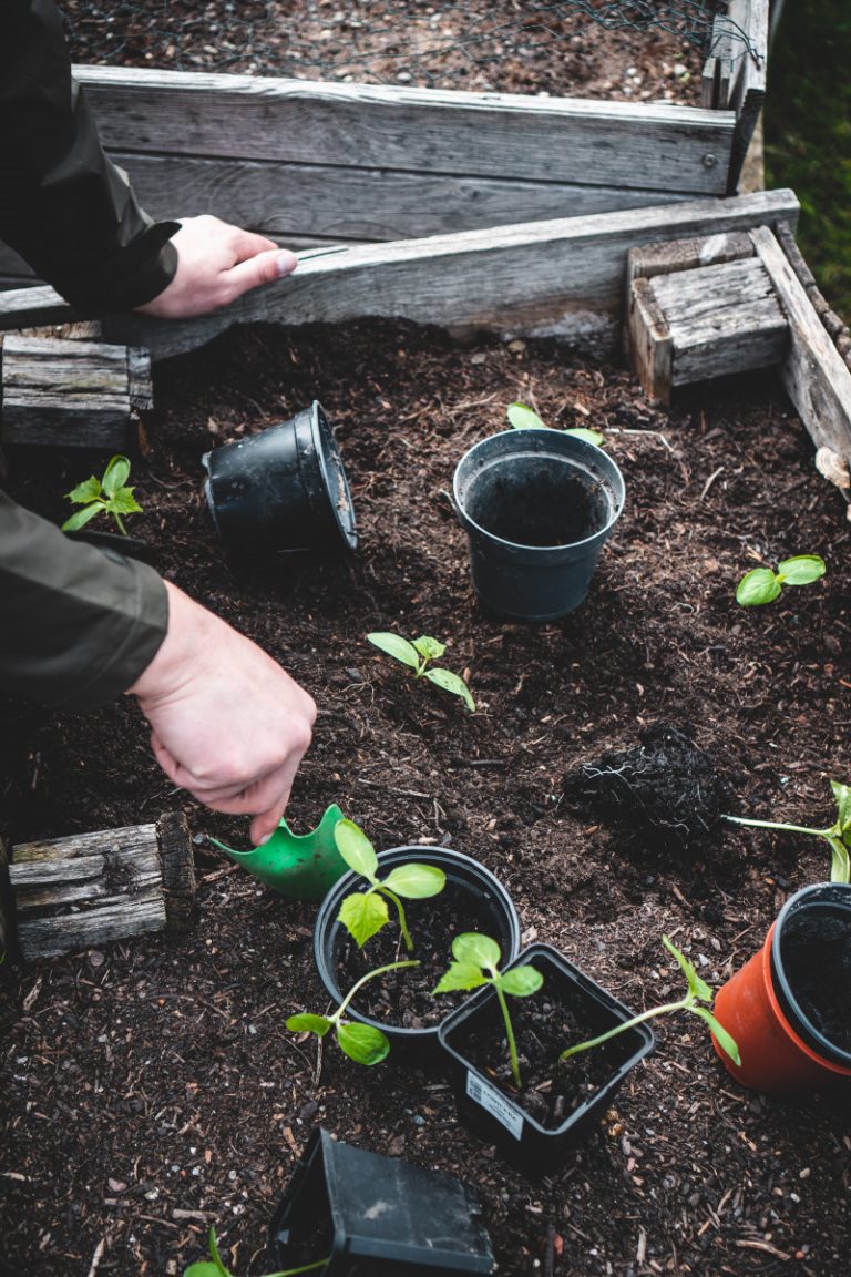 How to Choose Potting Soil? Beginner’s Guide To Planting Basics 2022