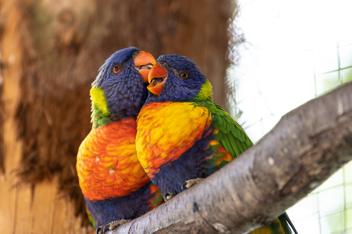 Why You Must Properly Fledge Parrots: The Importance And Benefits Of Fledging Young Parrots