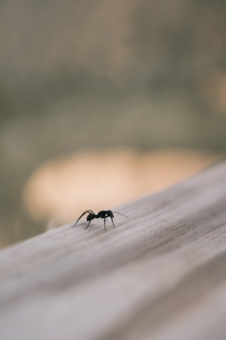 How To Get Rid Of Ant Infestations: The Guide On Using Ant Killers 2022