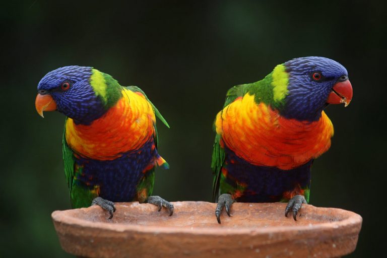 Common Abnormal Behaviour In Birds: How To Take Care Of Your Parrots?