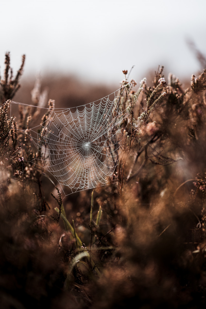 Siders web with dew drops in Autumn
