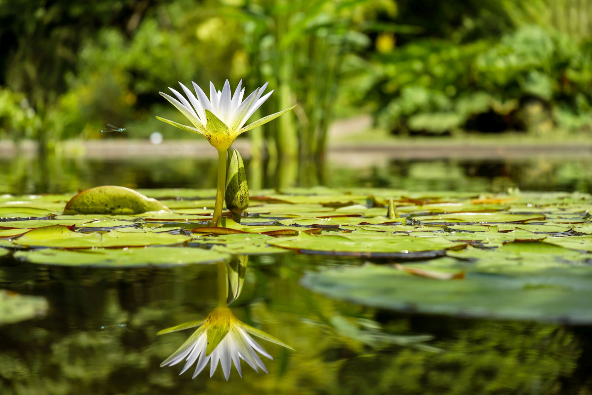 water lily, lily pads, pond