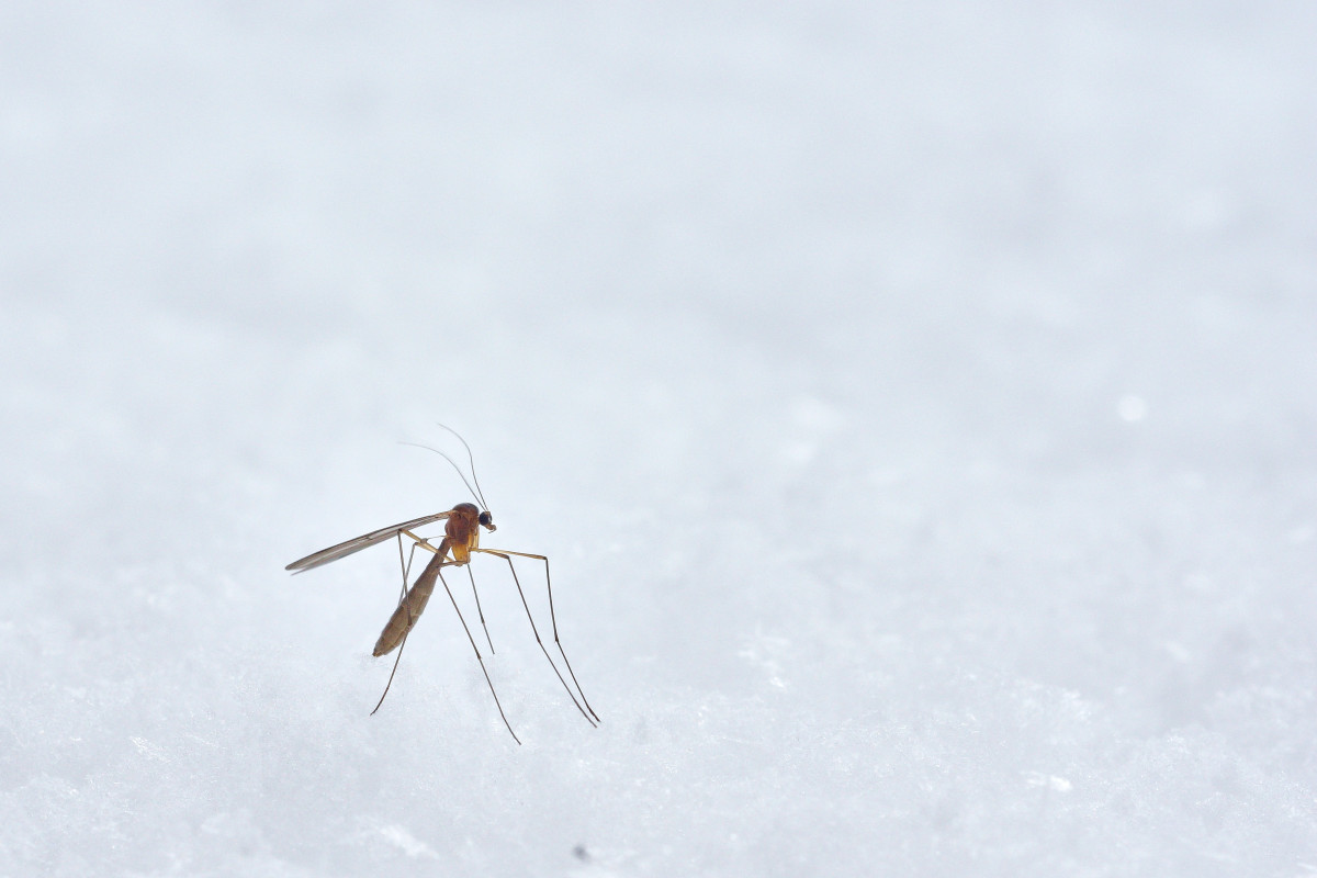 winter crane flies or Trichoceridae or Moskito on Snow good luck they don't sting