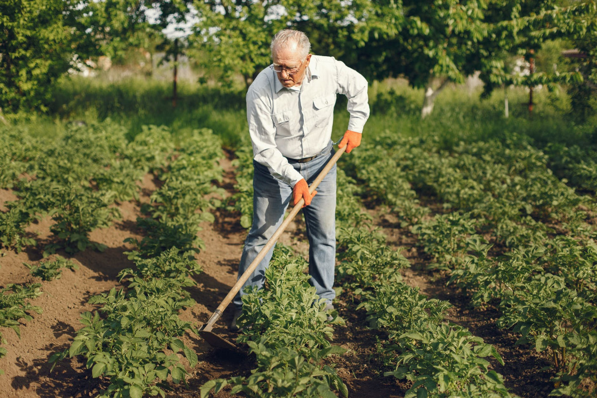 elderly man cultivating the soil with a hoe